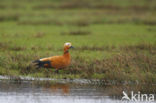 Casarca (Tadorna ferruginea)