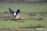 Ruddy Shelduck (Tadorna ferruginea)