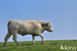 Charolais Koe (Bos domesticus)