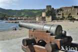 Château Royal de Collioure