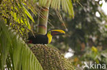 Chestnut-mandibled Toucan (Ramphastos swainsonii)