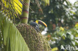 Chestnut-mandibled Toucan (Ramphastos swainsonii)