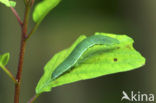 Citroenvlinder (Gonepteryx rhamni)