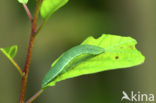 Citroenvlinder (Gonepteryx rhamni)