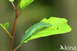 Brimstone (Gonepteryx rhamni)
