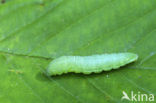 Citroenvlinder (Gonepteryx rhamni)