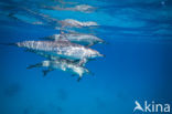 Atlantic Spinner Dolphin
