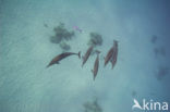 Clymene dolfijn (Stenella clymene)