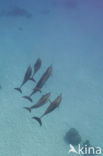 Atlantic Spinner Dolphin