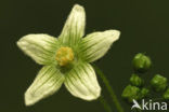 Cretan bryony (Bryonia cretica)