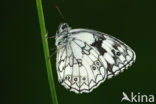 Dambordje (Melanargia galathea)