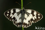 Dambordje (Melanargia galathea)