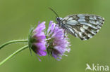 Dambordje (Melanargia galathea)