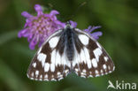 Dambordje (Melanargia galathea)