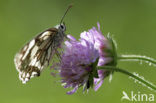 Dambordje (Melanargia galathea)