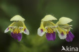 Large-flowered Hemp-nettle (Galeopsis speciosa)