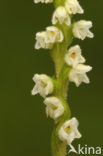 Dennenorchis (Goodyera repens) 