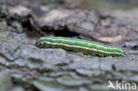 Pine Beauty (Panolis flammea)