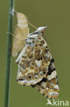 Distelvlinder (Vanessa cardui)