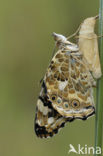 Distelvlinder (Vanessa cardui)