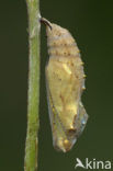 Distelvlinder (Vanessa cardui)