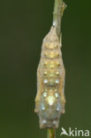 Distelvlinder (Vanessa cardui)