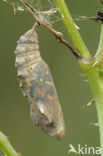 Distelvlinder (Vanessa cardui)