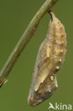 Distelvlinder (Vanessa cardui)