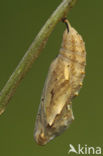 Distelvlinder (Vanessa cardui)