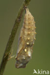 Distelvlinder (Vanessa cardui)