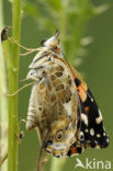 Distelvlinder (Vanessa cardui)