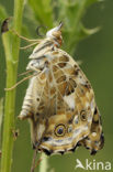 Painted Lady (Vanessa cardui)