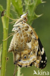 Distelvlinder (Vanessa cardui)