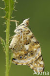 Painted Lady (Vanessa cardui)