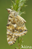 Distelvlinder (Vanessa cardui)