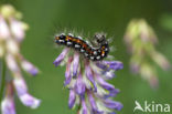 Yellow-tail (Euproctis similis)