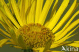 Doronicum austriacum