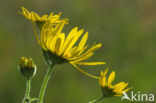 Doronicum austriacum