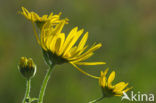 Doronicum austriacum