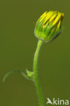 Doronicum austriacum