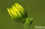 Doronicum austriacum