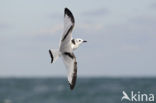 Black-legged Kittiwake (Rissa tridactyla)