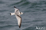 Black-legged Kittiwake (Rissa tridactyla)