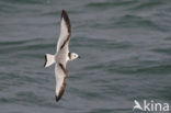 Black-legged Kittiwake (Rissa tridactyla)