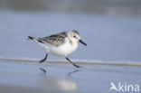 Drieteenstrandloper (Calidris alba)