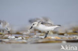 Drieteenstrandloper (Calidris alba)