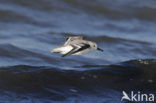 Sanderling (Calidris alba)