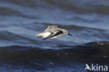 Drieteenstrandloper (Calidris alba)