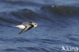 Drieteenstrandloper (Calidris alba)