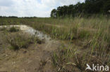 Duitse Zandloopkever (Cylindera germanica)